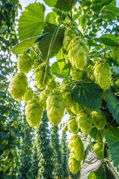 Hop cones hanging on a bine in a hop garden