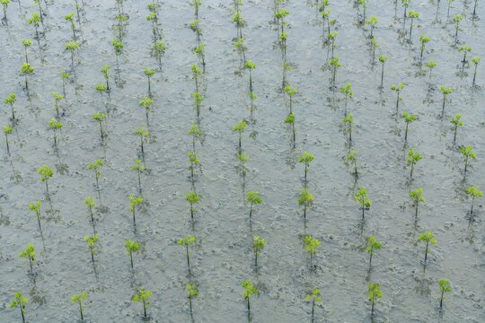 Young mangrove seedlings planted in coastal mud seen from above
