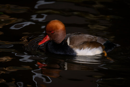 Red-crested Pochard (Netta rufina) male on the water, Bavarian forest, Germany.
