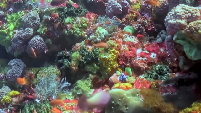 A mesmerizing underwater panorama reveals a flourishing coral reef. Bright orange and pinkish fish gracefully navigate among an intricate tapestry of multicolored corals.