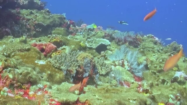 Discover an aquatic wonderland where countless fish dart and shimmer around a magnificent coral structure. This underwater tableau pulsates with life on a sun-kissed ocean floor, a true spectacle.