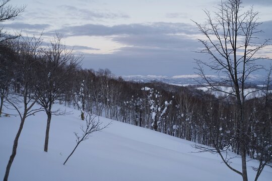 Snowy slope and trees fading into dusk, Hokkaido, Japan