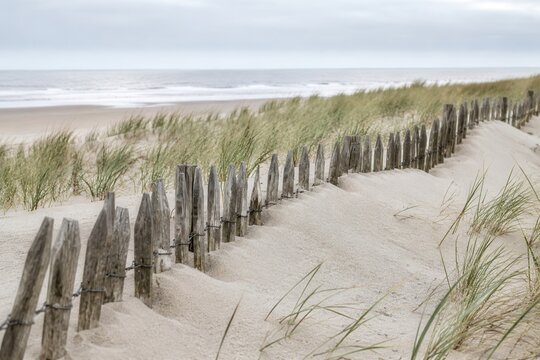 Sand dune restoration fencing with marram grass on a coast