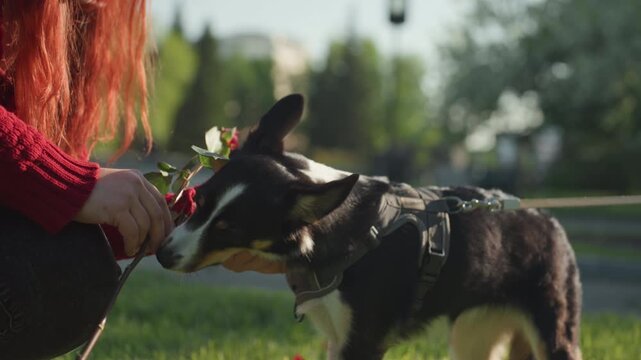 Close up of woman with long red hair wearing sweater gently offering her hand to pet and interact with small black dog on leash in outdoor park setting. Dog sniffs woman outstretched palm