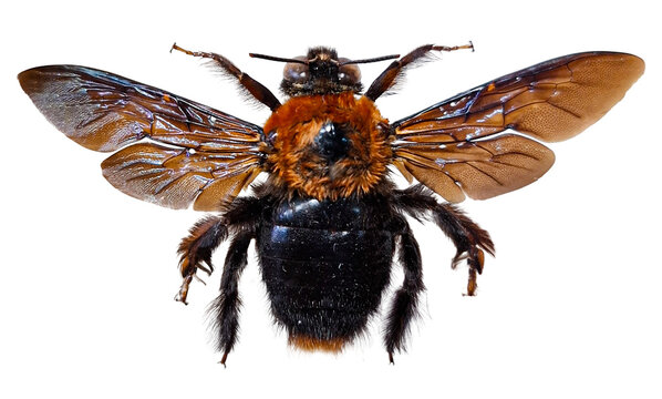 This is a tropical bumblebee known as Xylocopa aestuans. It is shown isolated with its wings spread. The bumblebee is captured in detail for study or observation.