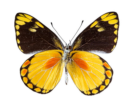 A yellow butterfly Delias lemoulti is displayed with its wings open. The butterfly is isolated against a simple white background. The scene highlights the details of its wings and body.