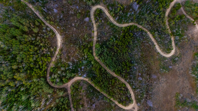 Aerial view of a winding dirt road cutting through a dense forest with patches of green trees and dry vegetation in the wilderness of Granby, Colorado, United States.