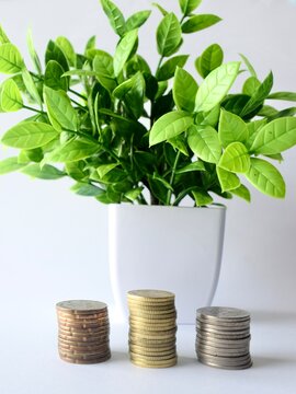Three stacks of metal coins arranged neatly in front of a green potted plant on a bright white background, symbolizing financial growth, wealth building, and sustainable investments.
