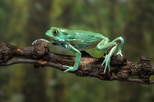 Waxy Monkey Tree Frog (Phyllomedusa sauvagii) native to South America. 