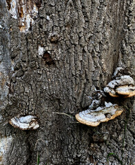 The image shows perennial tinder fungi on a tree trunk that resemble the common tinder fungus (Fomes fomentarius) or related species of tree-dwelling polypore fungi. © Ольга Мороз