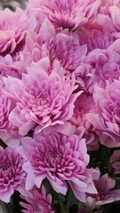 Obraz premium pink chrysanthemum flowers