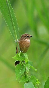 Vertical close up of a small brown songbird perching on a green reed stem intertwined with creeping vines against a lush blurred green background