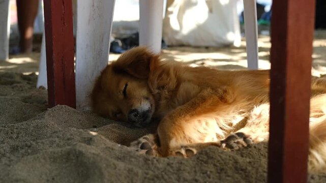 Young Labrador Puppy Sleeping Peacefully on the Sand Under a Wooden Beach Table in Sunlight, 4K 50fps