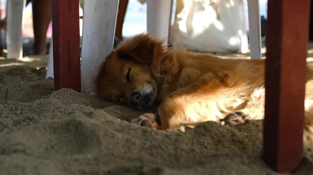 Young Labrador Puppy Sleeping Peacefully on the Sand Under a Wooden Beach Table in Sunlight, 4K 50fps