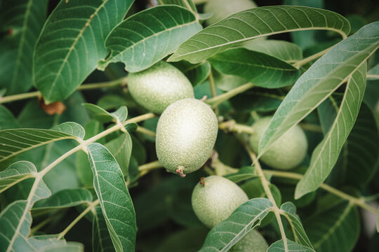 Green walnuts developing on a tree branch, surrounded by fresh green leaves. Concept of agriculture, growth, and organic food