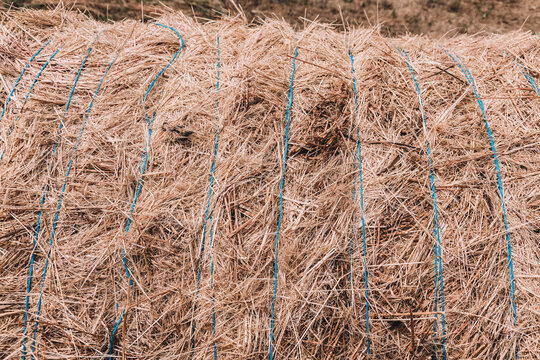 Close-up surface of a tightly bound round hay bale secured with blue twine, filling the frame as a rustic agricultural texture background.