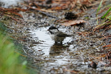 Coal Tit Bathing in a Forest Puddle © まー
