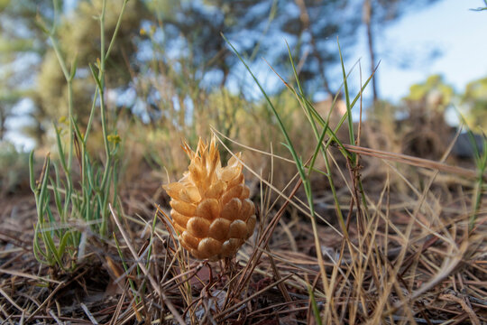 Inflorescencia seca de pi&ntilde;a de San Juan, Rhaponticum coniferum, en el suelo de un bosque, Alcoy, Espa&ntilde;a