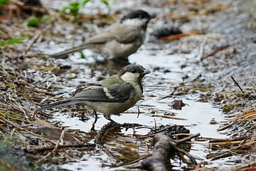 Japanese Tit Drinking and Bathing at a Water Puddle © まー