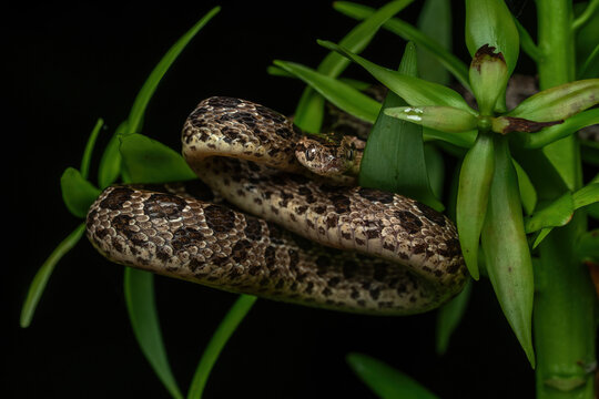 Boiga multomaculata, also called large-spotted cat snake, in a rainforest in Java, Indonesia.
