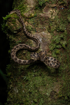Boiga multomaculata, also called large-spotted cat snake, in a rainforest in Java, Indonesia.