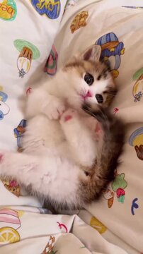Fluffy calico kitten rolling playfully on patterned fabric while receiving gentle strokes from a human hand in this heartwarming and adorable high definition motion video clip