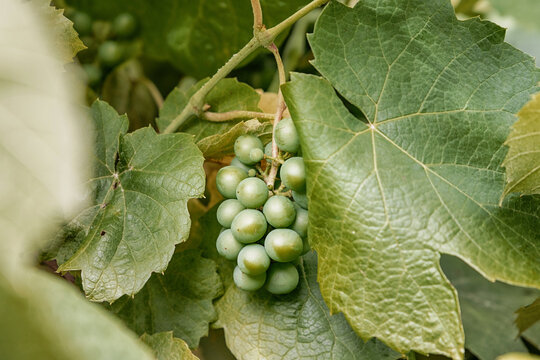 Tight cluster of unripe green grapes nestled among broad textured vine leaves, captured in close-up detail. Winery concept.