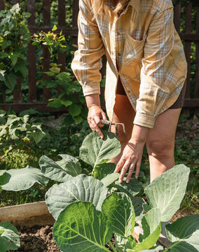 Woman in plaid shirt and shorts uses hand rake to tend to green cabbage plants in an outdoor garden, promoting organic growth and future harvest. Healthy lifestyle and sustainable agriculture