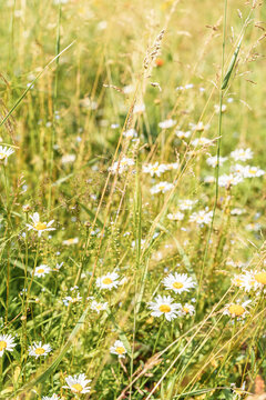 Wildflower meadow with blooming daisies and tall grass