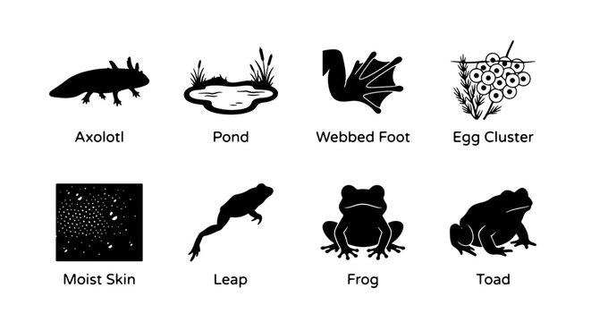 Amphibian Life Cycle Icons: Axolotl, Pond, Webbed Foot, Egg Cluster, Moist Skin, Leap, Frog, Toad, Vector Set 4k