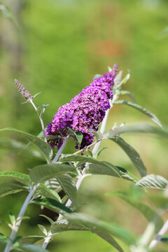 Buddleja davidii (Buddleia davidii), also called butterfly-bush or summer lilac, is a species of flowering perennial plant in the family Scrophulariaceae, widely used as an ornamental plant.
