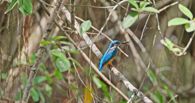 Common kingfisher Alcedo atthis perching on thin tree branch in dense green forest, natural wildlife behavior in tropical habitat, documentary photography.