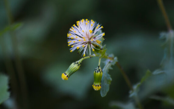 Senecione comune (Senecio vulgaris)