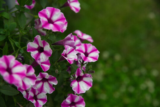 Close-up of pink and white SuperVista petunia flowers in bloom