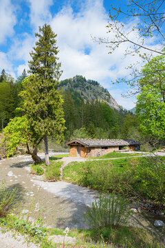 river bend Weissach, big spruce tree, wooden cabin. hiking destination Siebenhutten Kreuth