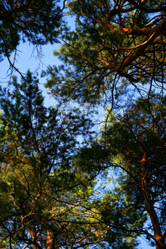 Pine forest by the sea
