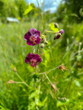 Dusky Crane's bill, Geranium phaeum, Romania, Europe
