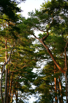 Pine forest by the sea