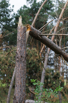 Snapped pine trunk shows fresh exposed wood where a falling tree broke against it during a storm. Storm impact, trunk fracture, windthrow and mechanical damage reveal destructive wind force.