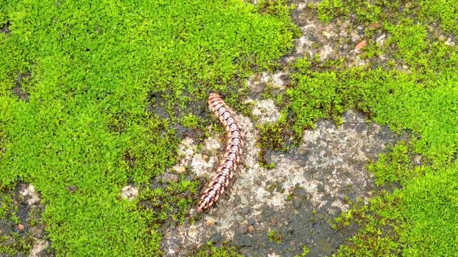 Shocking pink dragon millipede  along the mossy ground.