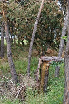 Snapped pine trunk with splintered wood stands among damaged trees after severe storm winds. Tree fracture, storm impact, windthrow and structural failure show the destructive force of nature.