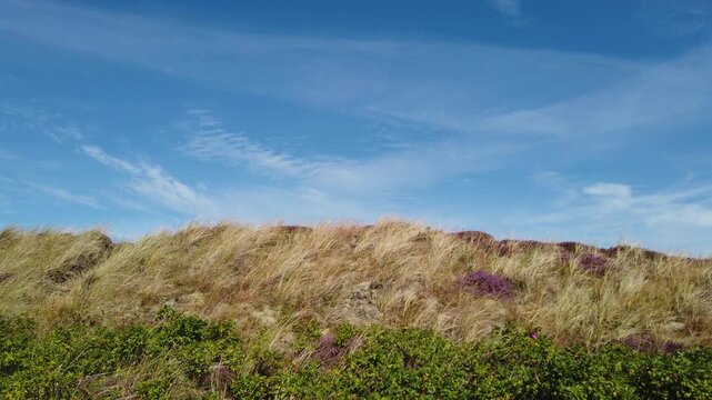 Dunes with grass and a blue sky