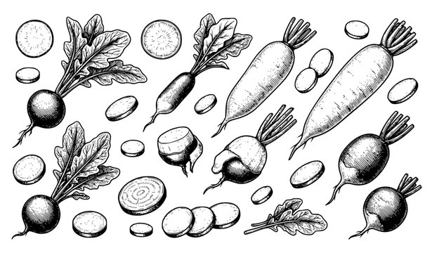 Radishes root vegetables slices and leaves retro botanical vector set