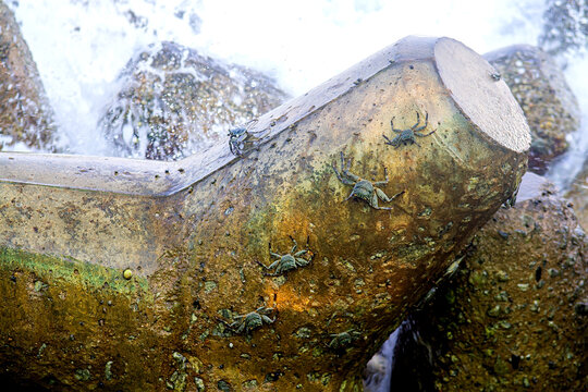 Crabs crawling on concrete wave breakers by the sea.