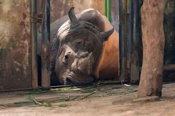 Large black rhinoceros lying down and resting inside zoo enclosure © RoamWithMe