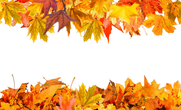 Autumn maple leaf frame isolated on transparent background png
