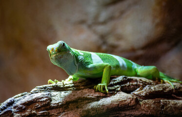 Fototapeta premium Fiji banded iguana with bright green and white stripes resting on a tree log.