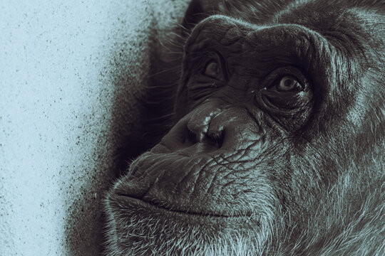 Close up portrait of a chimpanzee face looking up with a thoughtful expression. 