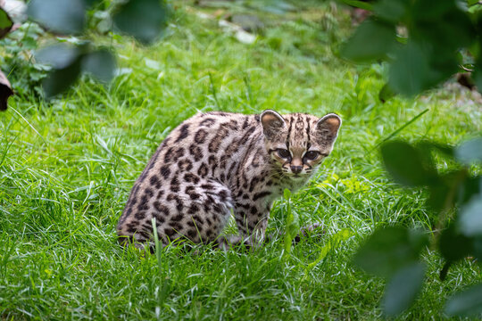 Small oncilla tiger cat sitting on green grass looking through leaves, full body view.