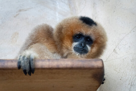 Northern white-cheeked gibbon female looking down from a wooden shelf.